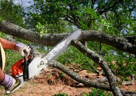 Best Storm Damage Tree Cleanup  in Roland, OK