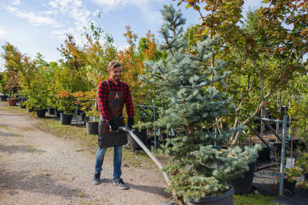 How Our Tree Care Process Works  in  Roland, OK